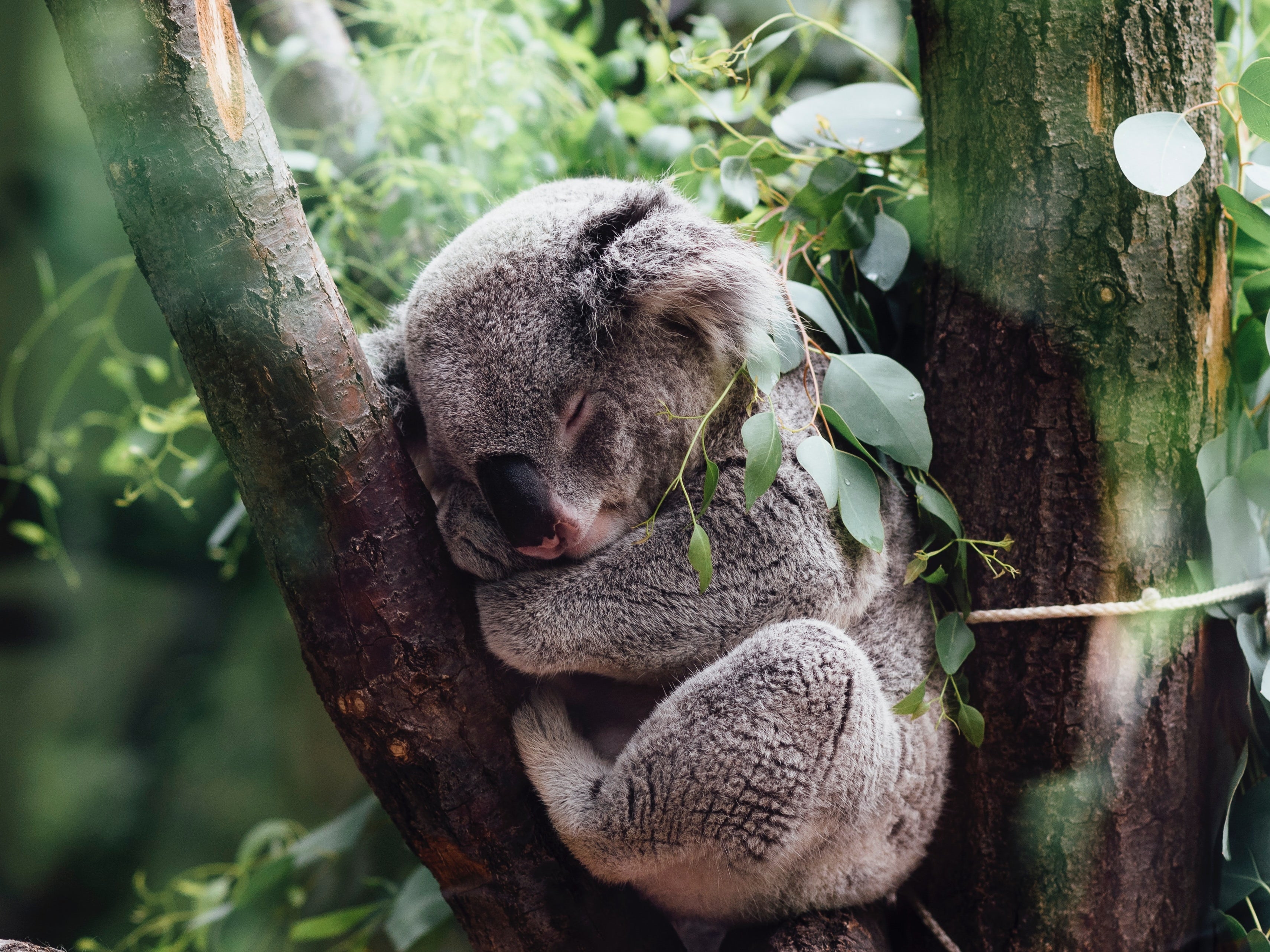 new-state-environmental-planning-policy-to-help-protect-koalas-across-nsw